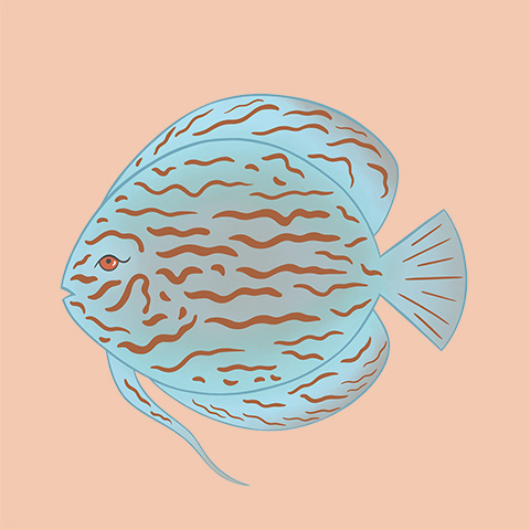 Ayşem Kandıralı - Summer Splash Store